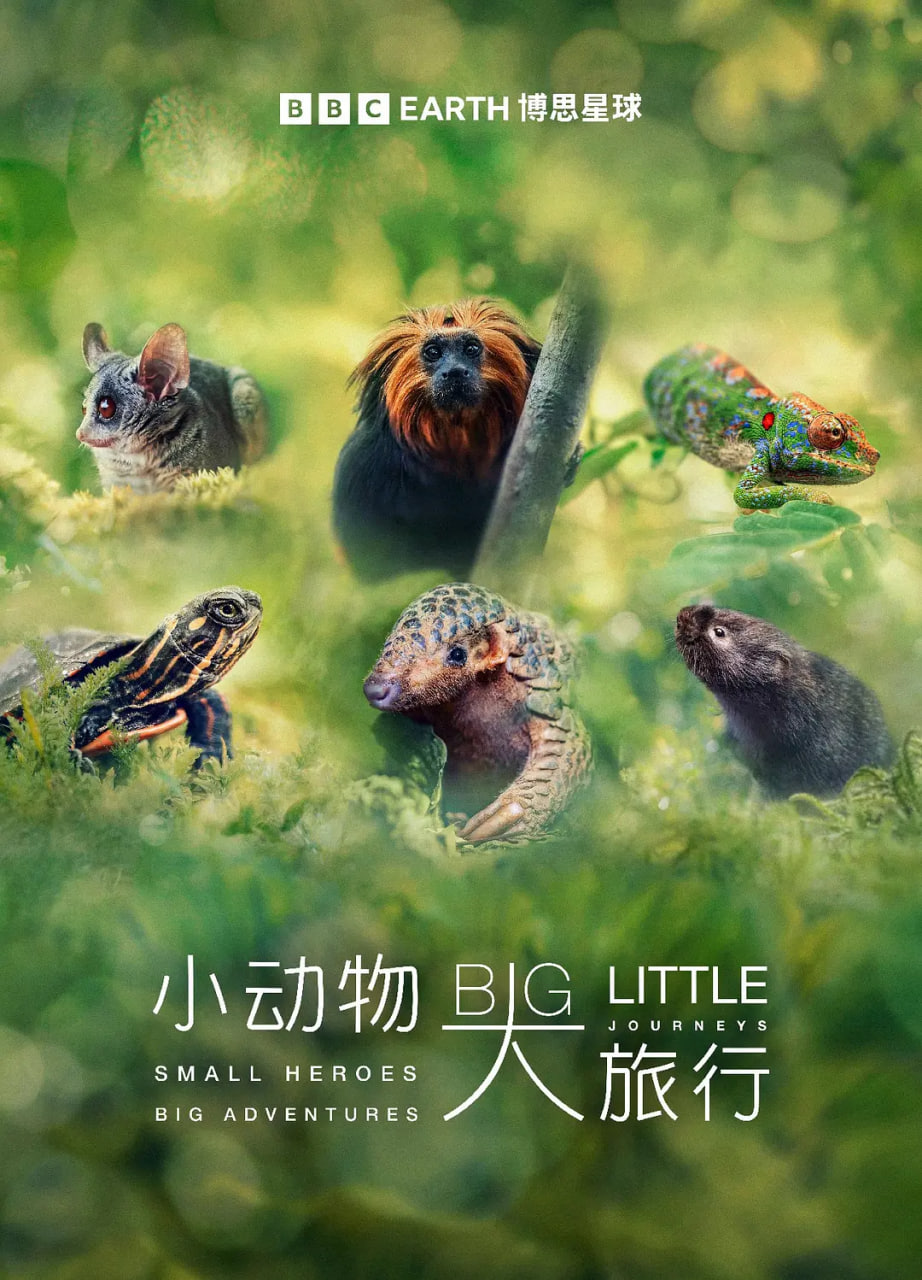 小动物大旅行第一季封面图