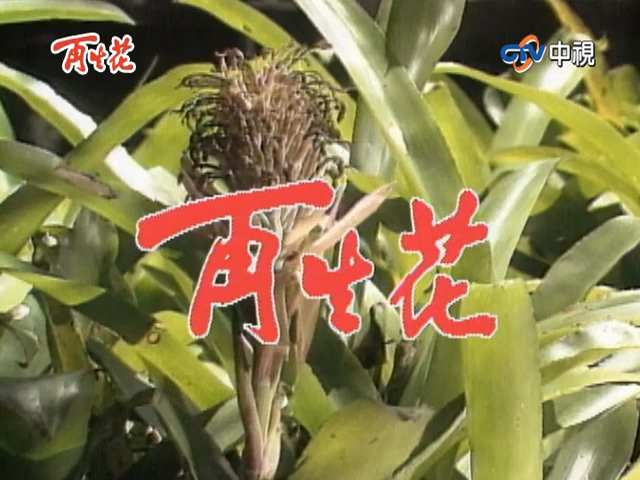 再生花